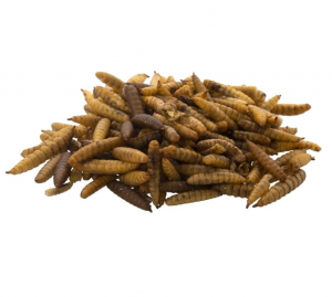 Bráněnky - sušené larvy 50g